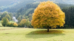 20151012 0172 Hersft omgeving Troispont : Ardennen